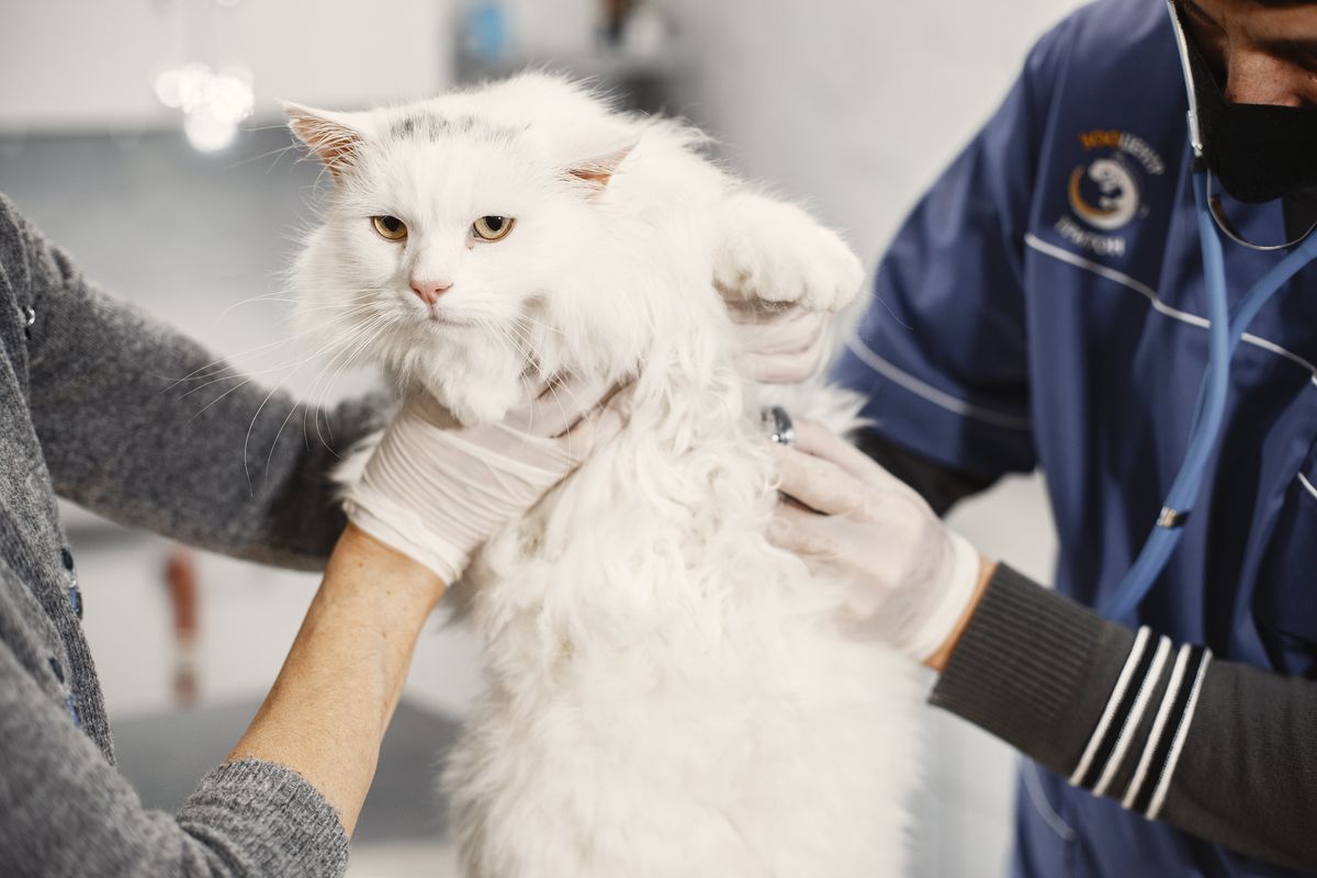 Panduan Perawatan Pasca Sterilisasi: Menyambut Kucing Anda dalam Proses Pemulihan